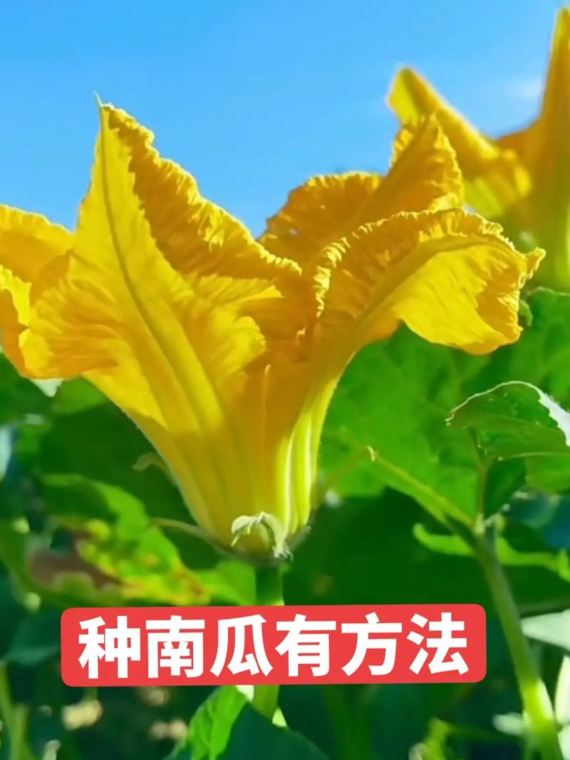 海南南瓜种植技术视频有哪些要点？-图3