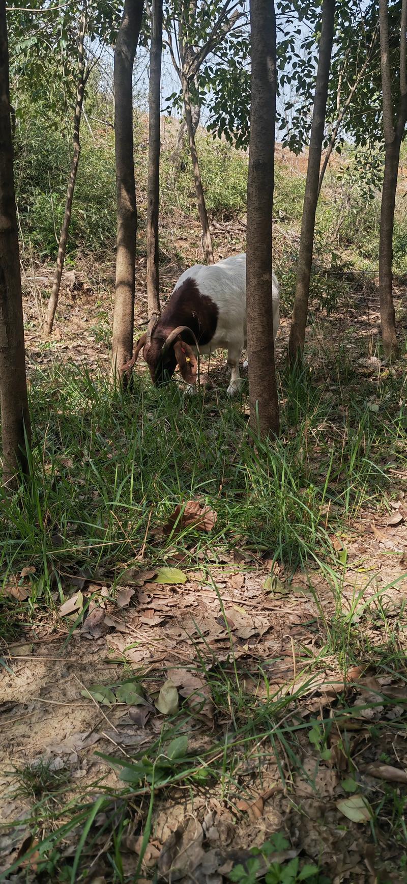 农村圈养波尔山羊技术要点有哪些？-图2