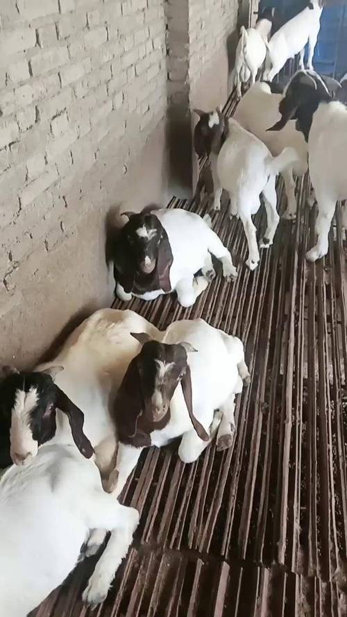 农村圈养波尔山羊技术要点有哪些？-图3