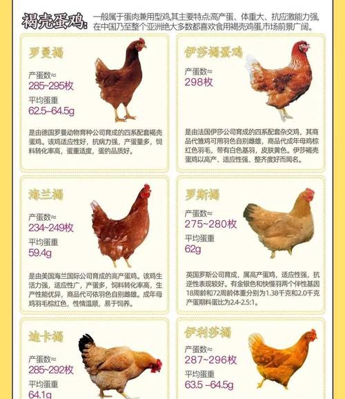 品种优良的蛋鸡有哪些-图1