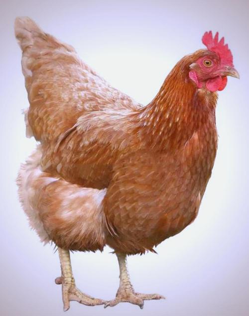 品种优良的蛋鸡有哪些-图2