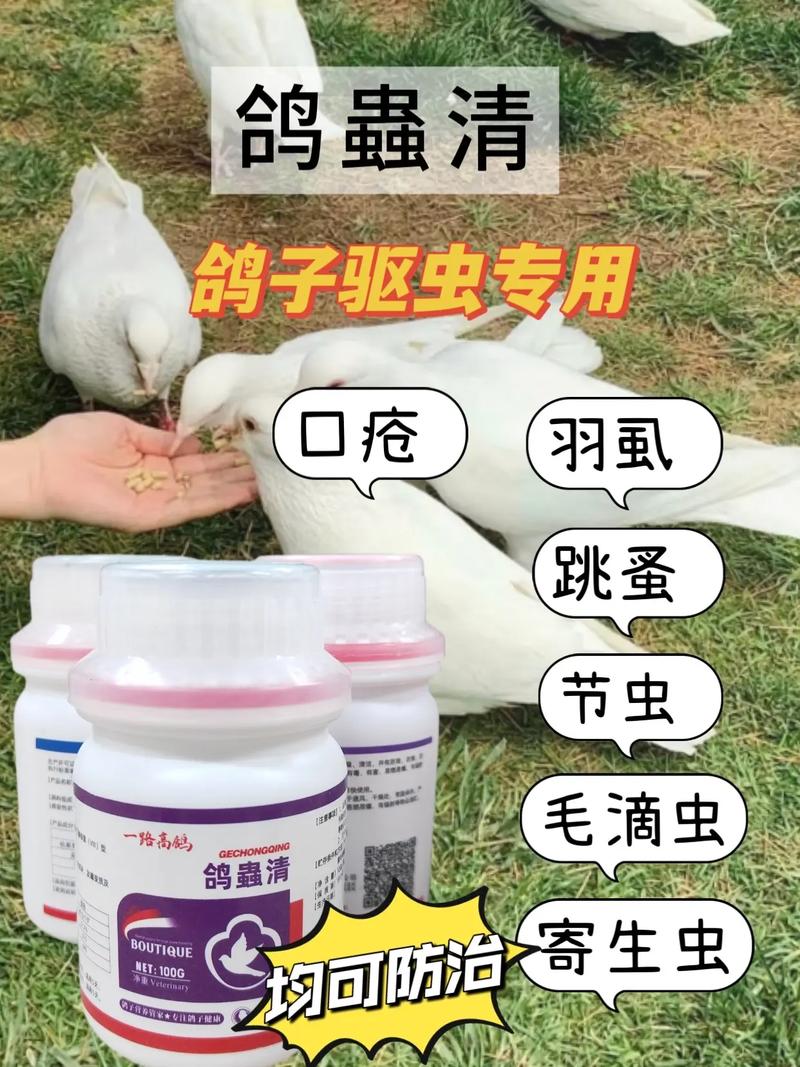 肉鸽养殖驱虫技术视频，关键步骤有哪些？-图1