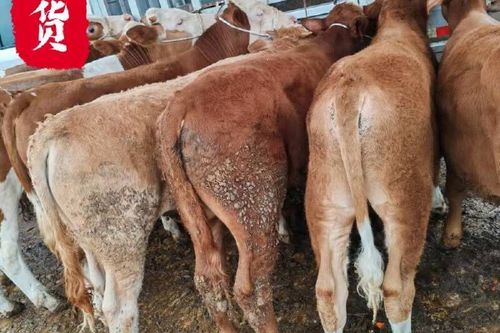 200斤肉牛现在多少钱一头？-图3