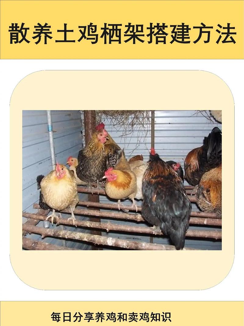 农村土鸡养殖技术有哪些关键要点？-图2