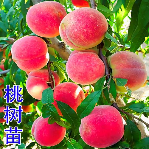 国内最好桃树品种是哪个？-图1