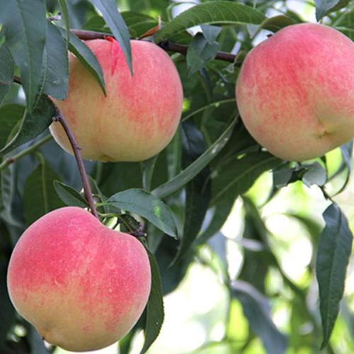 国内最好桃树品种是哪个？-图2