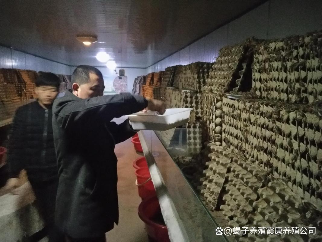 郑州药用蝎子养殖技术难点有哪些？-图1