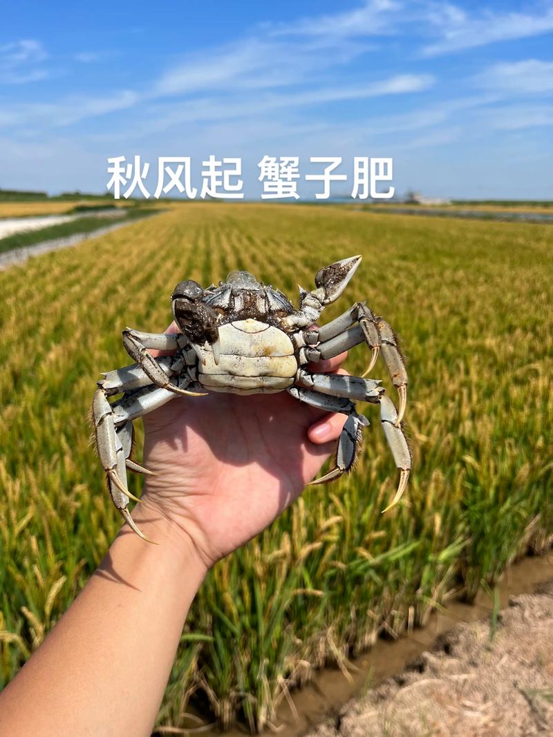 盘锦螃蟹养殖技术有哪些关键要点？-图1