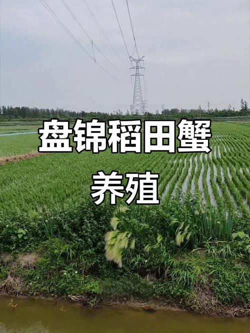 盘锦螃蟹养殖技术有哪些关键要点？-图3