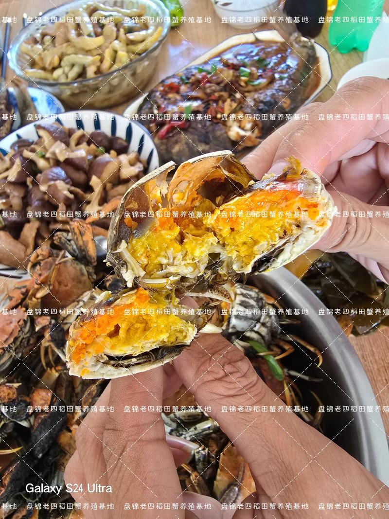 盘锦螃蟹养殖技术有哪些关键要点？-图2