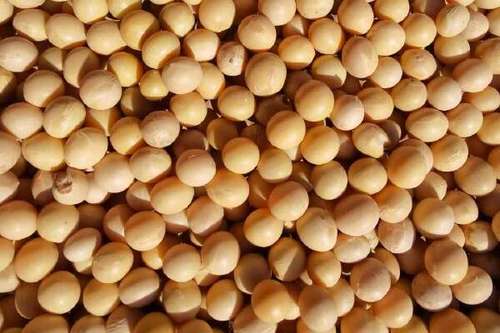 东升5号大豆品种有何特性？-图1