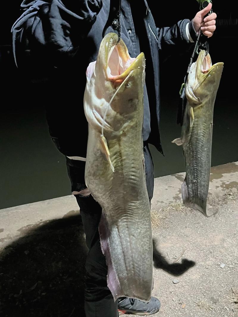 大口杂交鲶鱼养殖技术要点有哪些？-图2