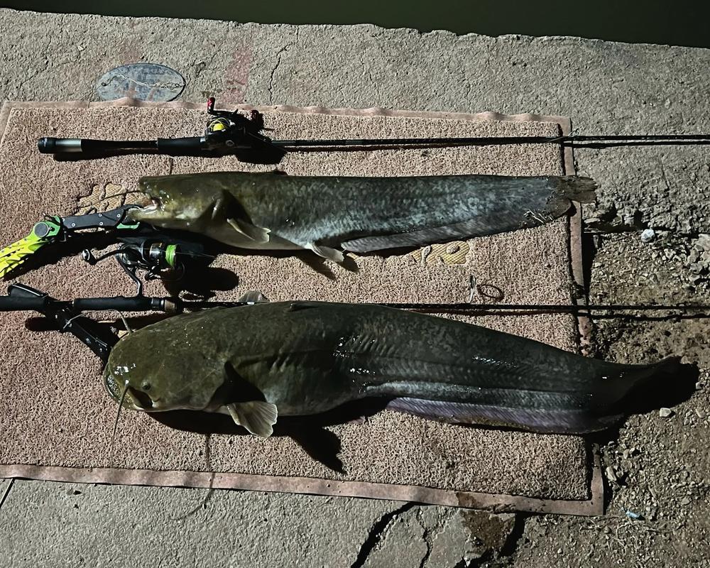 大口杂交鲶鱼养殖技术要点有哪些？-图1