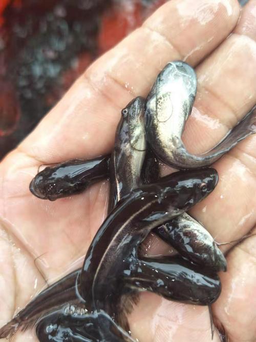 大口杂交鲶鱼养殖技术要点有哪些？-图3