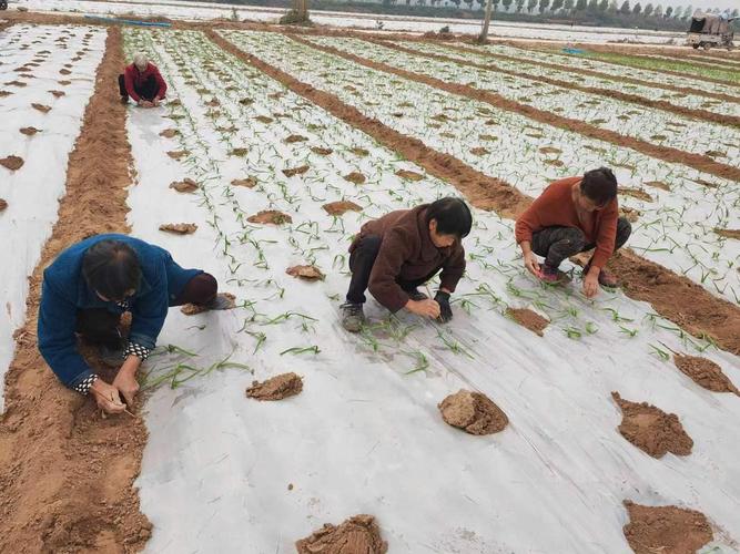 广西大蒜种植技术视频有哪些要点？-图3