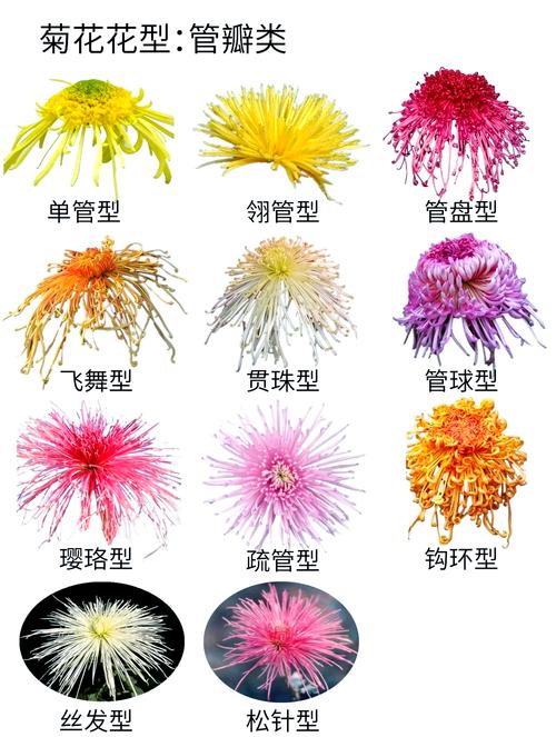 菊花品种图片全收录？-图1