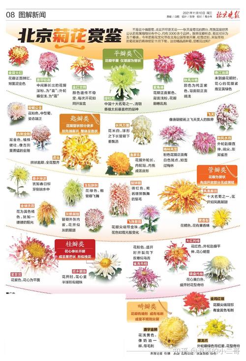 菊花品种图片全收录？-图2