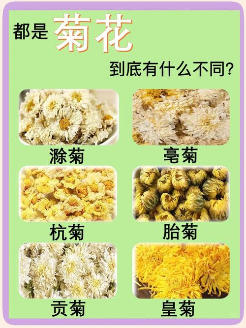 菊花品种图片全收录？-图3