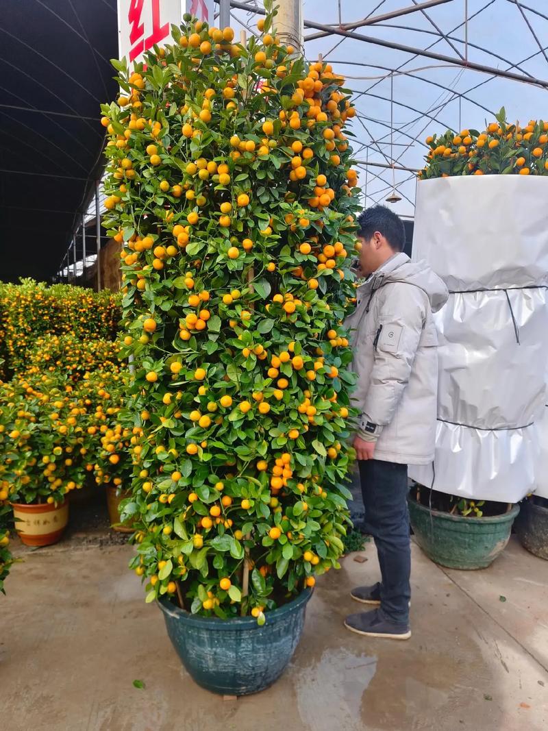 现在种柑桔，哪个品种最值得种？-图3