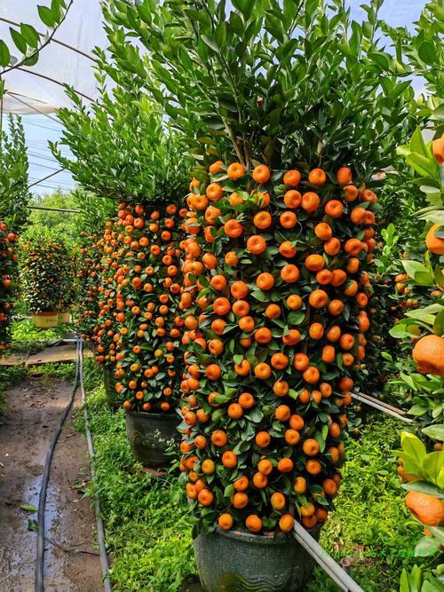 现在种柑桔，哪个品种最值得种？-图2