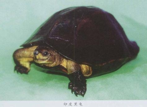 黑山龟2025年价格会涨还是跌？-图1