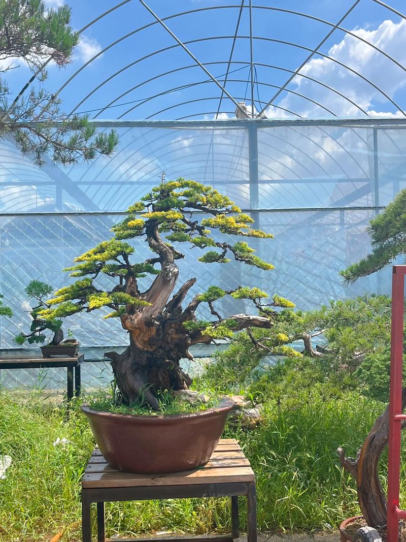 黄金柏常见品种有哪些？-图1