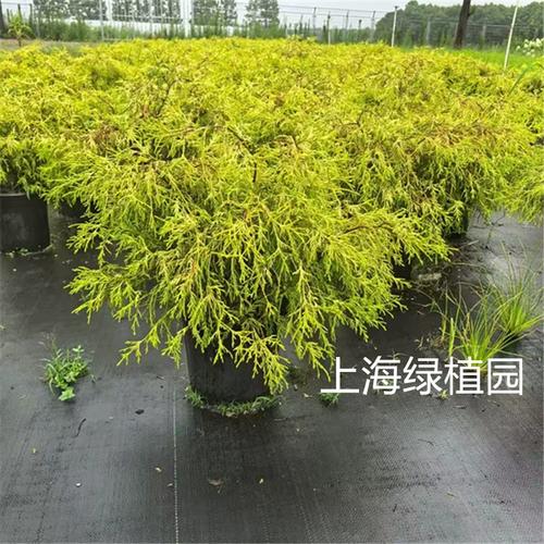 黄金柏常见品种有哪些？-图2