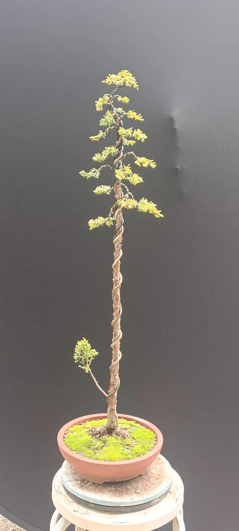 黄金柏常见品种有哪些？-图3