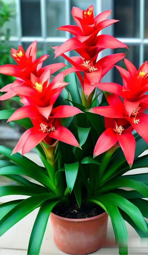 鸿运当头花卉有哪些品种？-图1