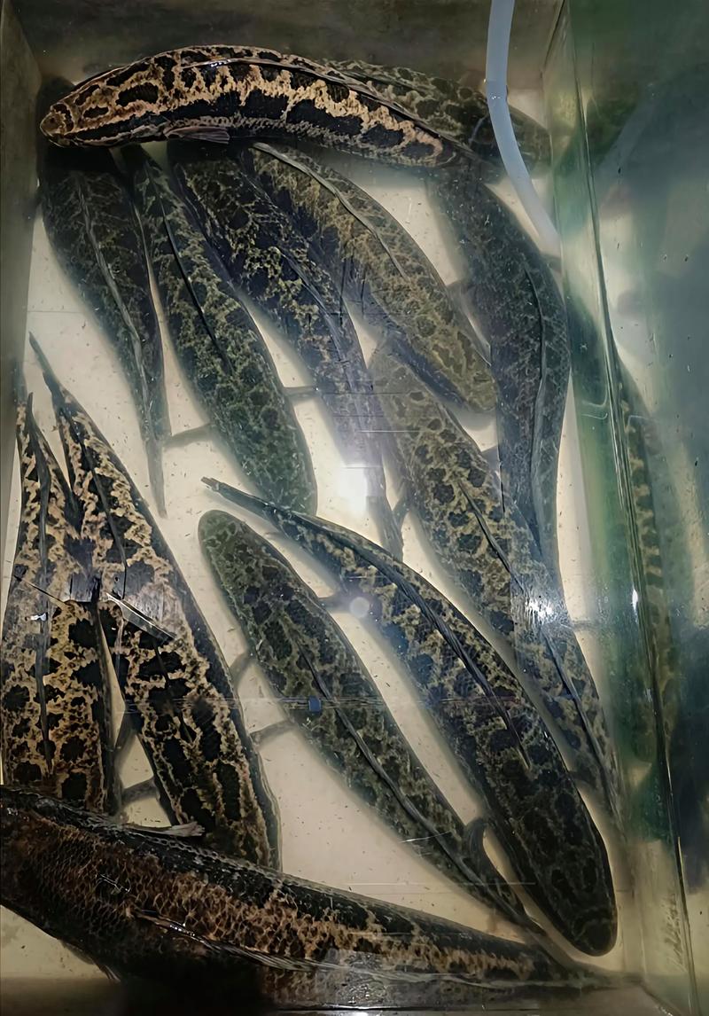 黑鱼如何增产增效？关键养殖技术有哪些？-图2