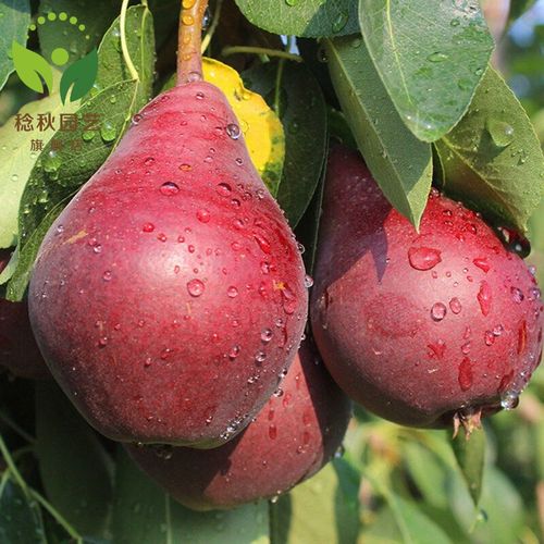 南方红梨品种有哪些？-图1