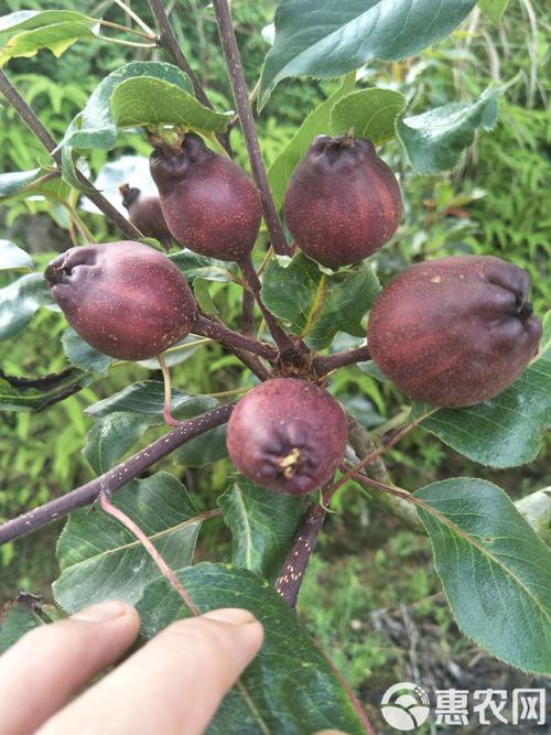 南方红梨品种有哪些？-图2