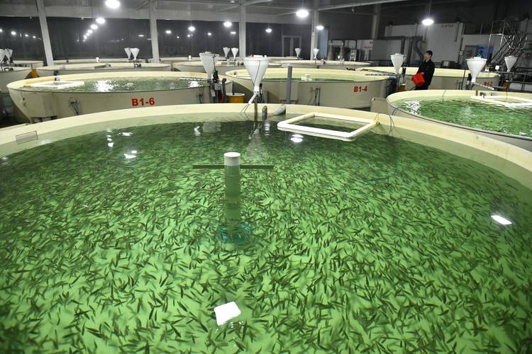 池塘高效养鱼技术视频，有哪些关键要点？-图2