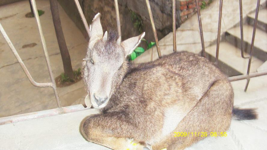 成都麻羊是哪个品种？-图1