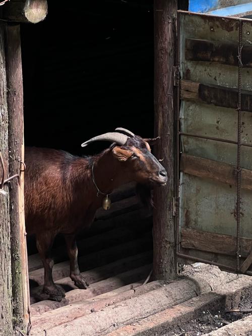 成都麻羊是哪个品种？-图2