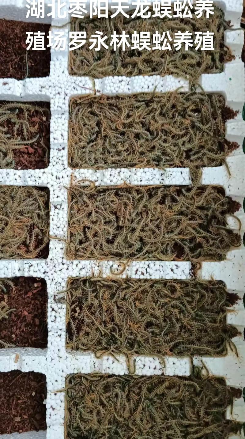 东北蜈蚣养殖技术视频怎么学？-图2