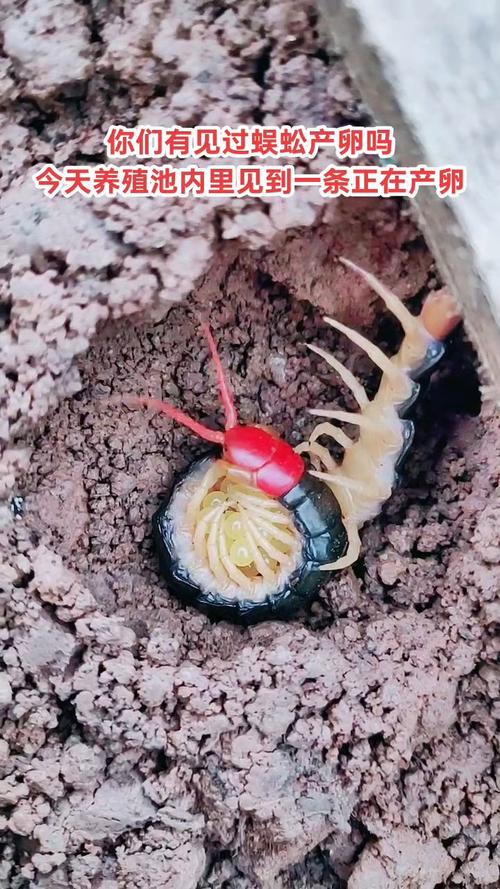 东北蜈蚣养殖技术视频怎么学？-图3