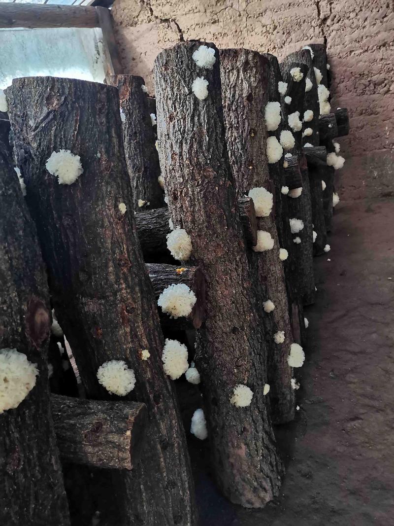 福建银耳种植技术视频，如何掌握关键步骤？-图1