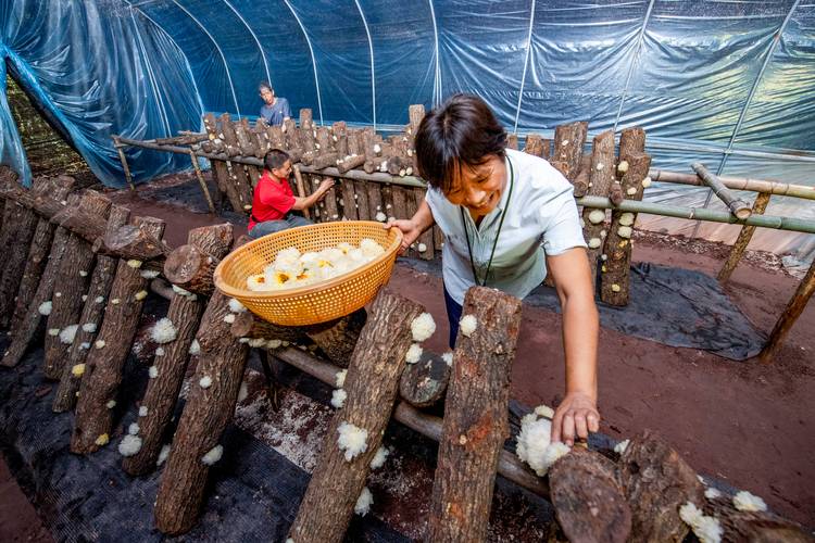 福建银耳种植技术视频，如何掌握关键步骤？-图2
