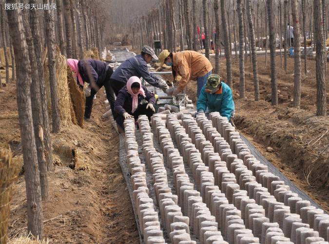 福建银耳种植技术视频，如何掌握关键步骤？-图3