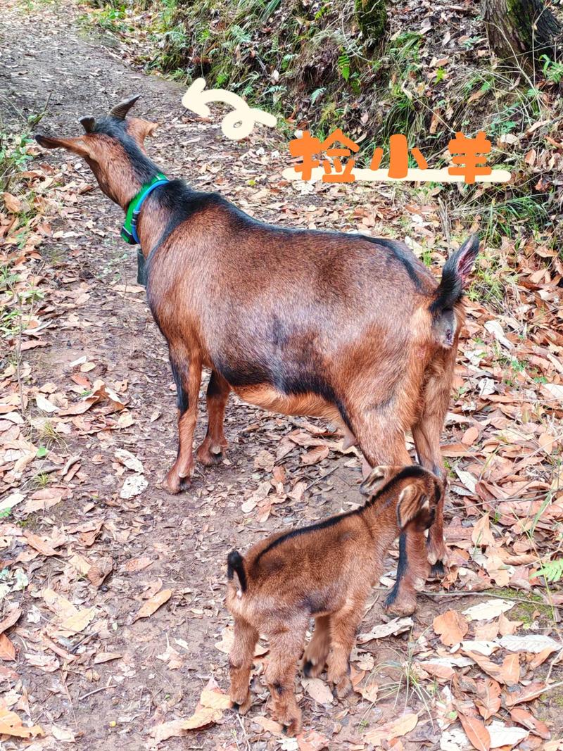 南江黄羊养殖技术方案关键点是什么？-图2