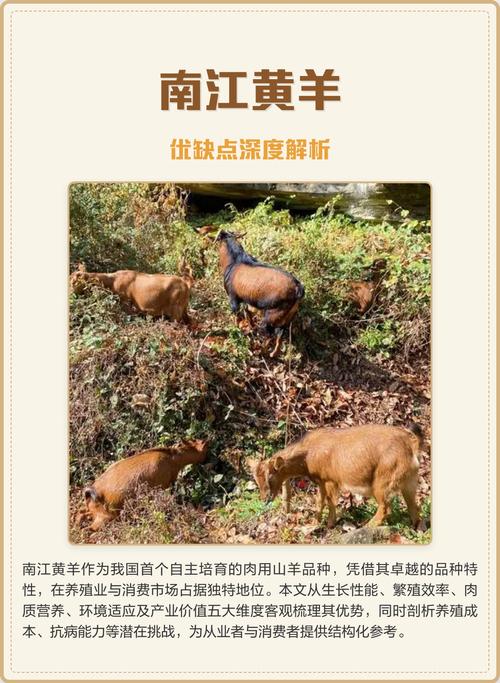 南江黄羊养殖技术方案关键点是什么？-图1