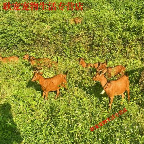 南江黄羊养殖技术方案关键点是什么？-图3