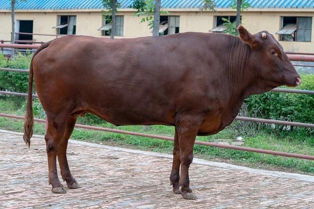农村养肉牛选啥品种最合适？-图2