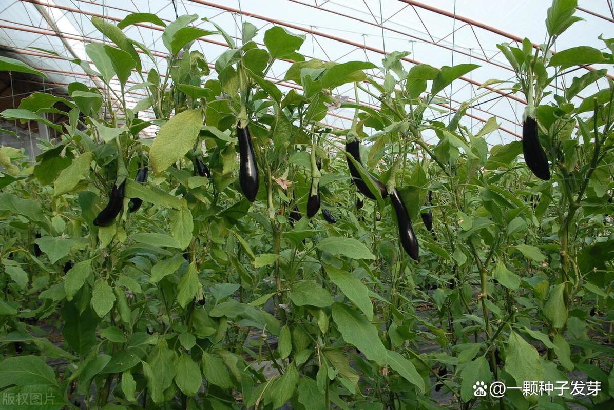 大棚茄子怎么种？视频教你关键技术！-图2