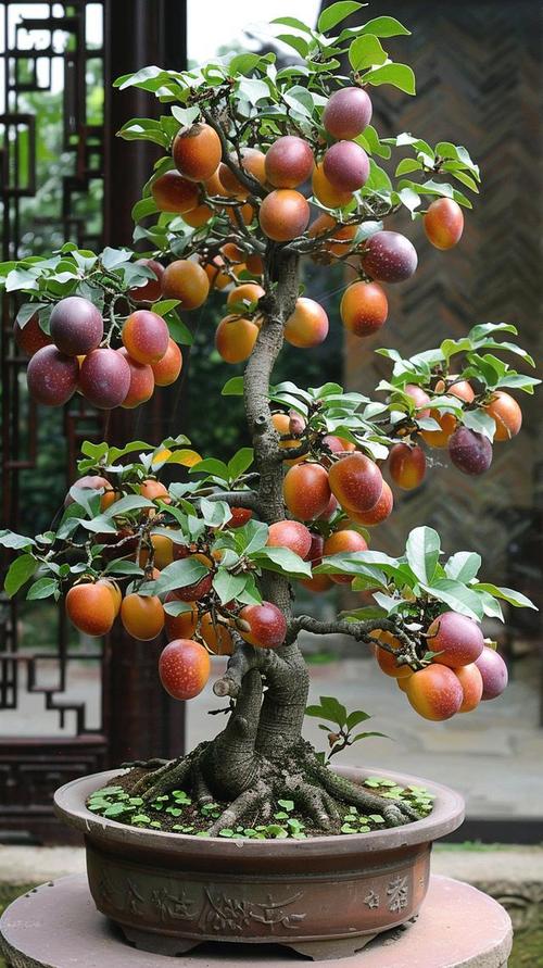 什么果树品种最好？-图1