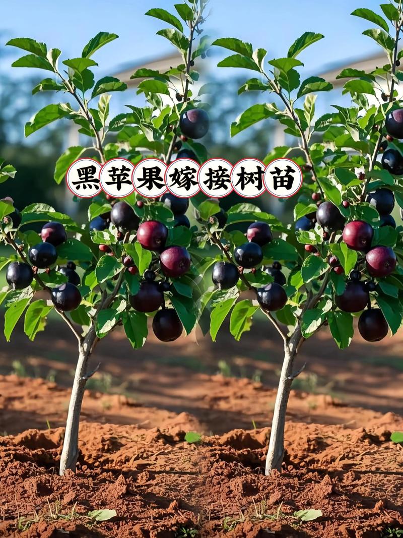 什么果树品种最好？-图2