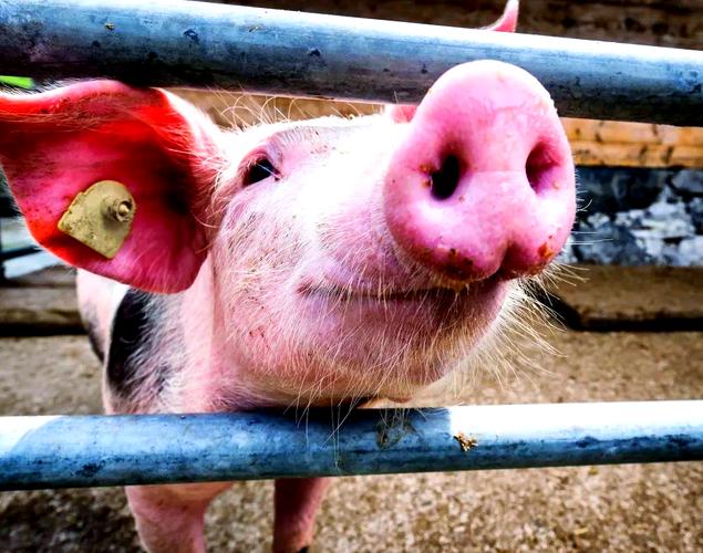 日本猪品种大全及图片-图1