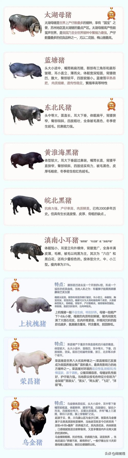 日本猪品种大全及图片-图2