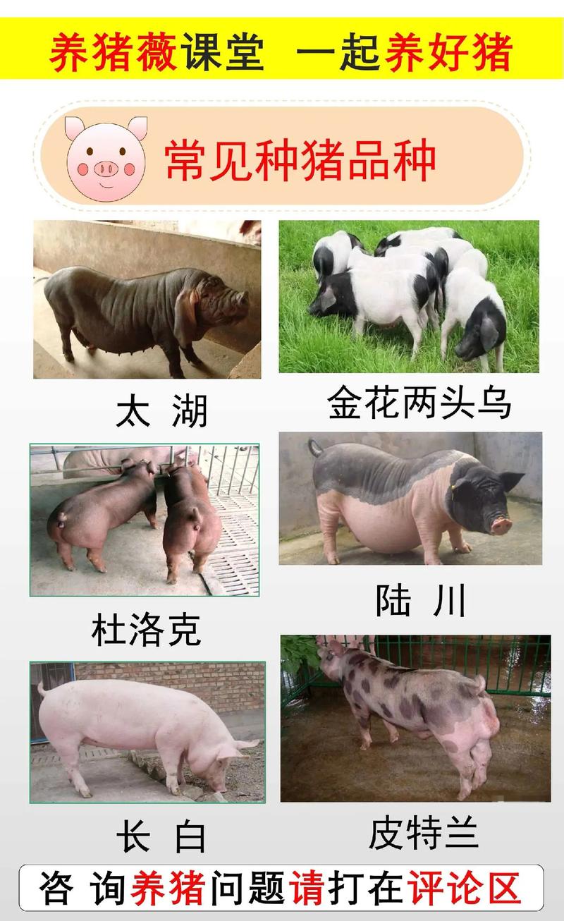 日本猪品种大全及图片-图3